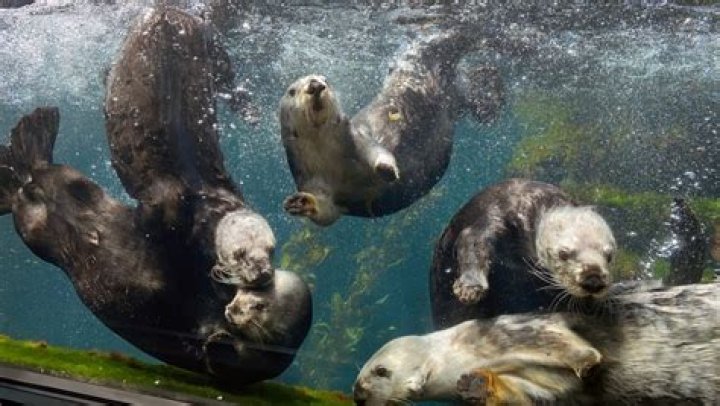 Are there otters at the Baltimore Aquarium?