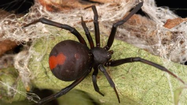 Are there poisonous spiders in Gran Canaria?