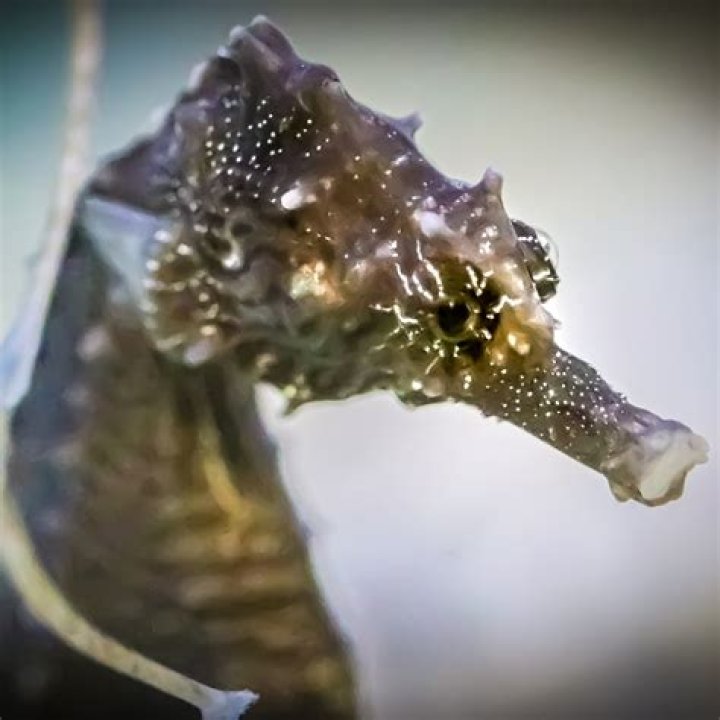 Are there seahorses in NSW?