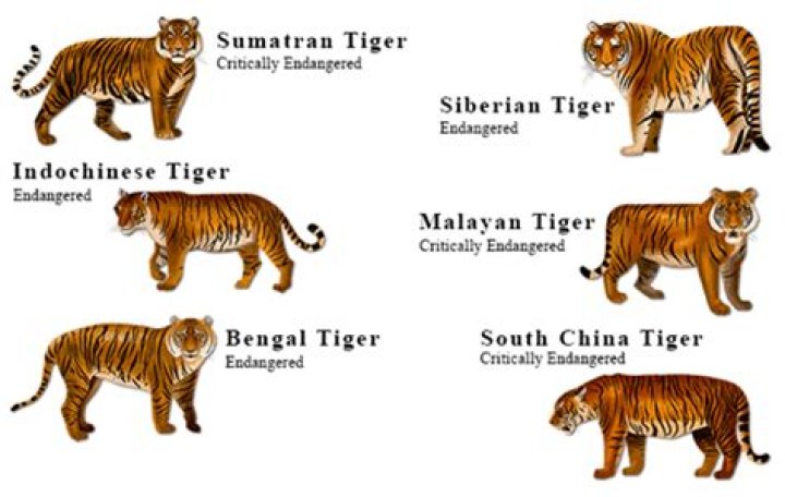 Are there tigers in China?