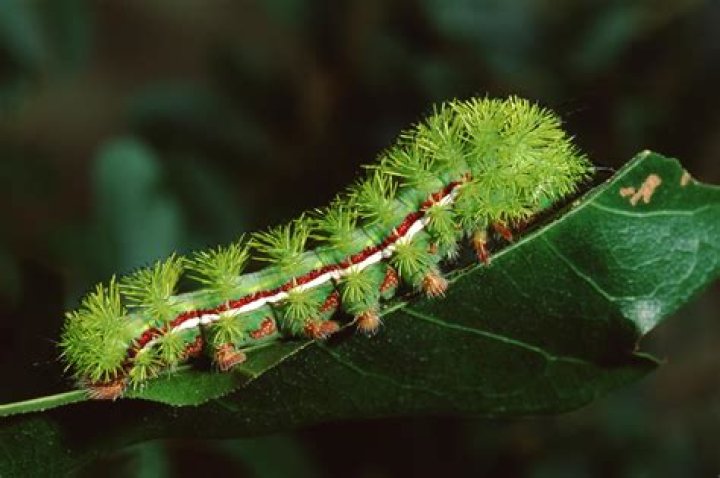 Are Tranchulas poisonous?