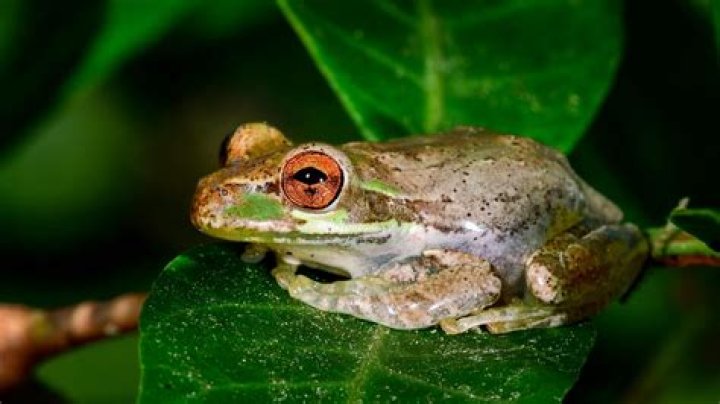 Are tree frogs harmful to humans?