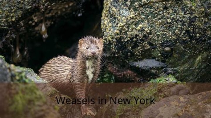 Are weasels legal in New York?
