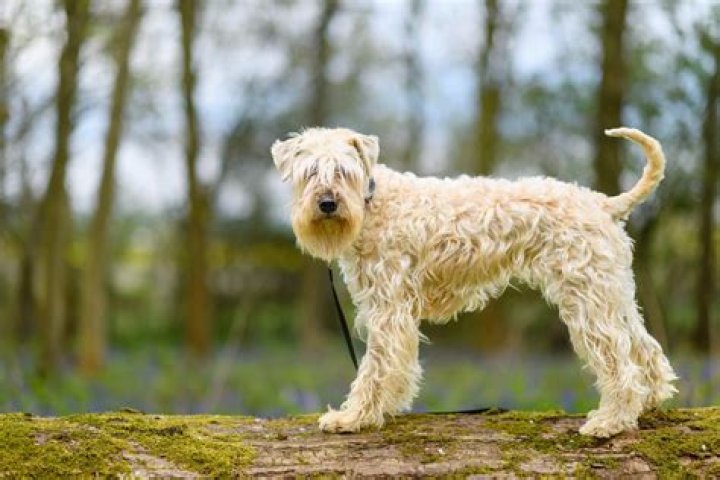 Are wheaten terriers allergic to wheat?