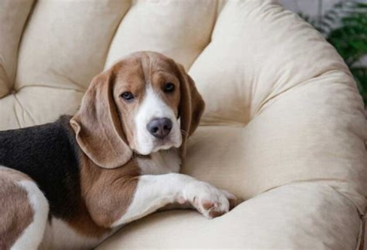 At what age do beagles slow down?