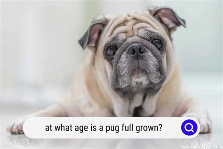 At what age is a pug full grown?