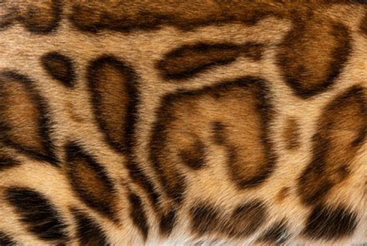 Can a cat's fur pattern change?