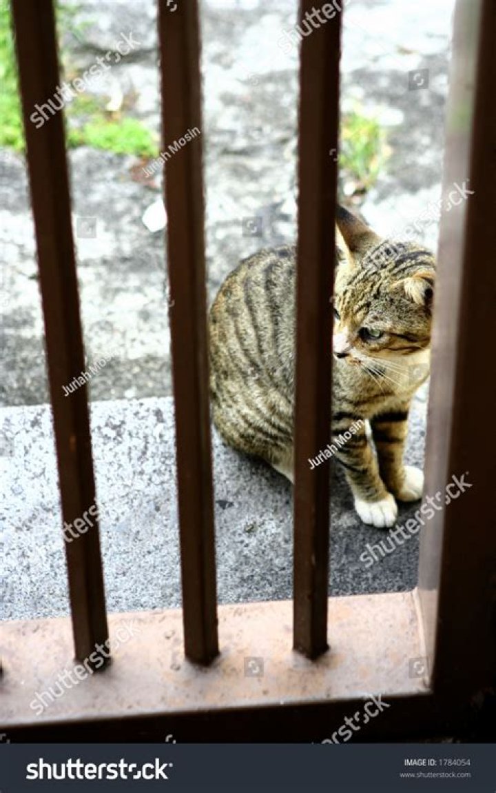 Can a cat squeeze under a door?