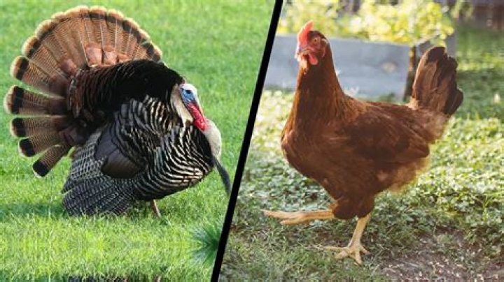 Can a drake mate with a chicken?
