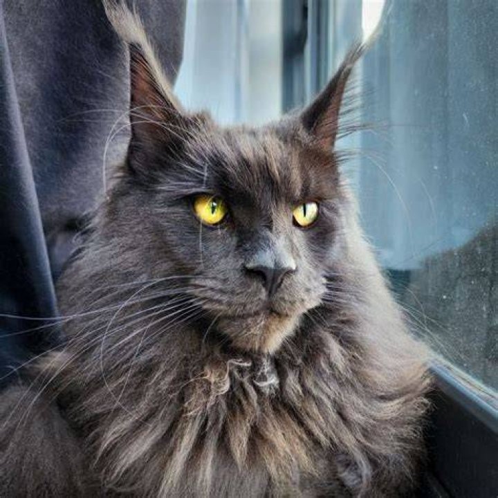 Can a Maine coon cat be black and white?