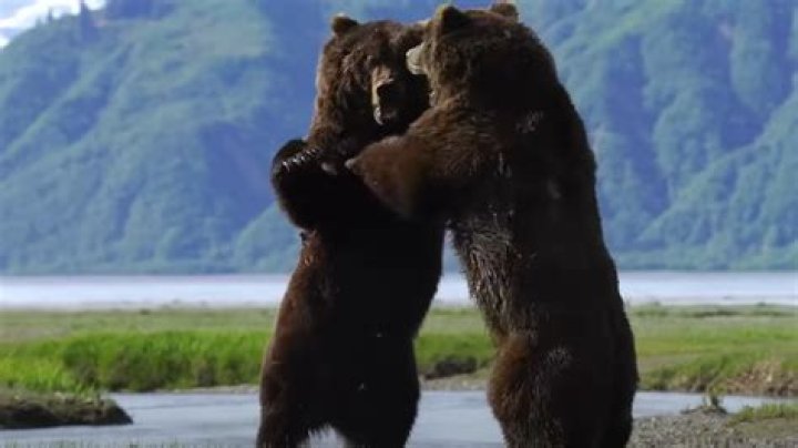 Can a moose kill a grizzly bear?