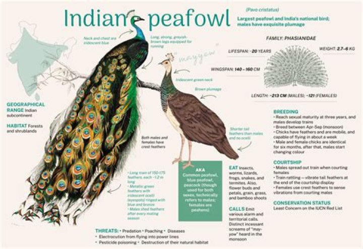 Can a peacock live alone?