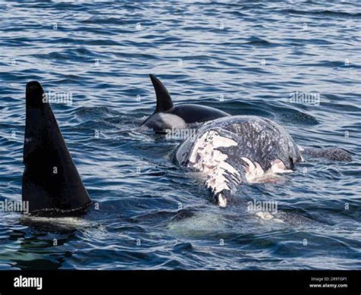 Can a polar bear eat a whale?