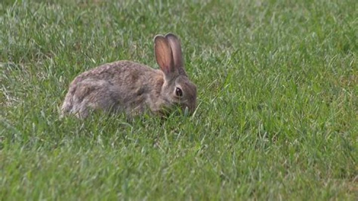 Can a rabbit's tail grow back?
