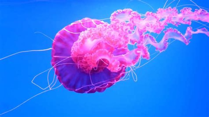 Can a turtle eat a box jellyfish?