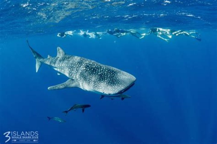 Can a whale swallow a great white shark?