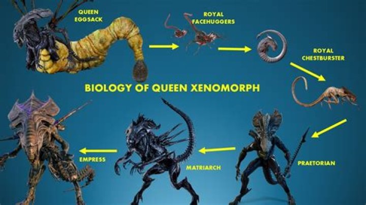 Can a Xenomorph turn into a queen?