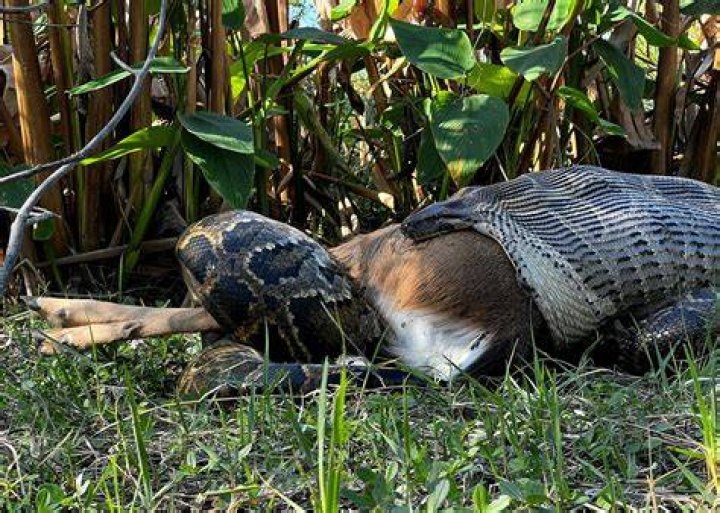 Can Ball Pythons eat baby rabbits?