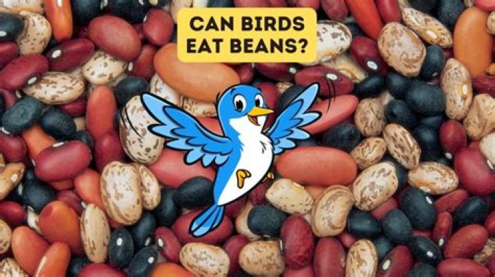 Can birds eat vegetable fat?