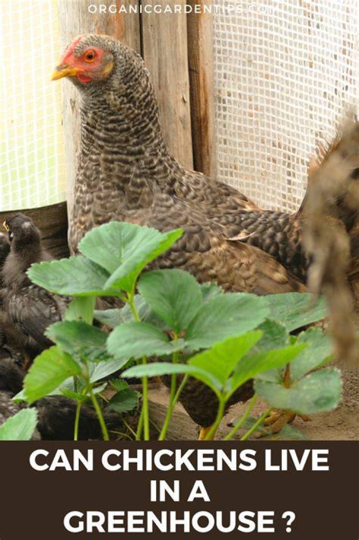 Can chickens live off of grass?