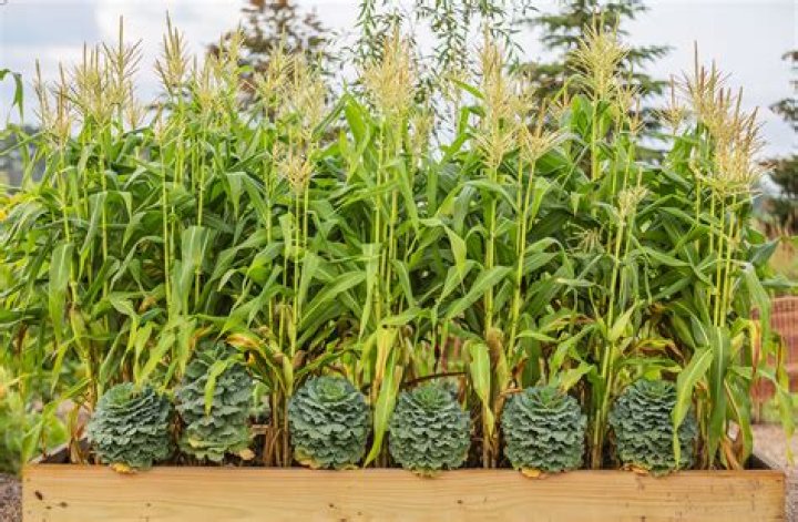 Can corn be canned in a water bath?