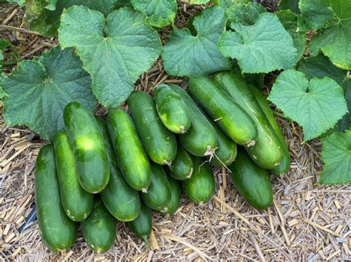 Can cucumbers be dried?