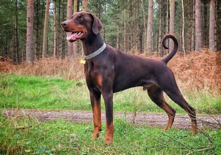 Can Dobermans get fat?