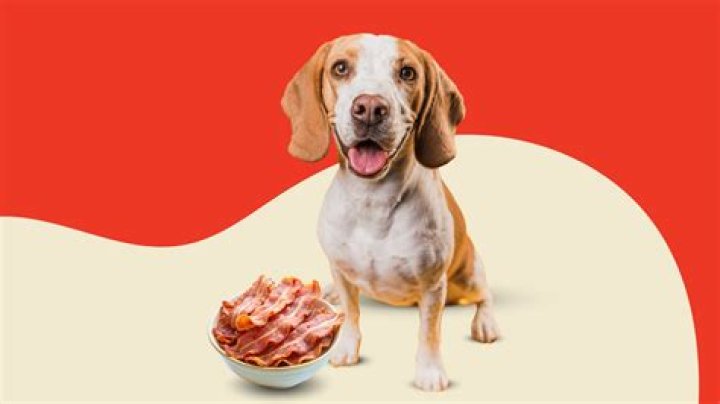 Can dogs eat raw lamb?