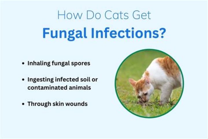 Can dogs get infections from cats?