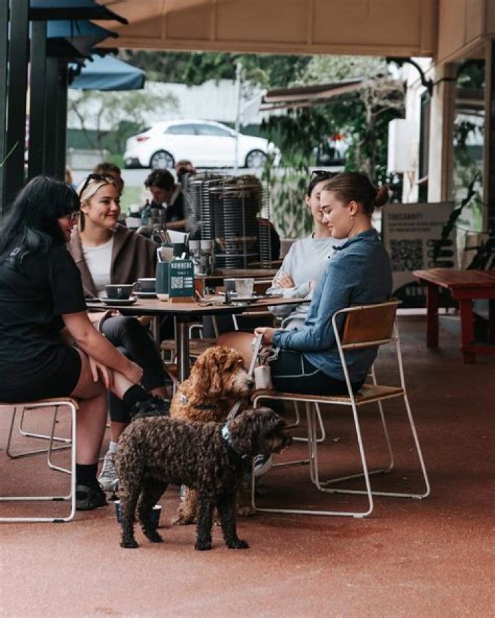 Can dogs go in cafes?