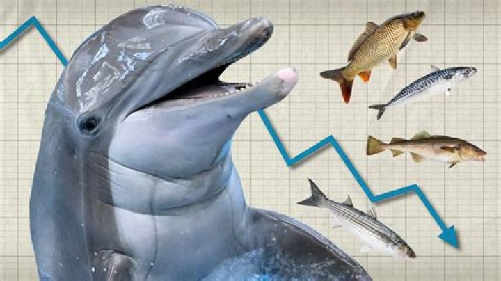 Can dolphins get attracted to humans?