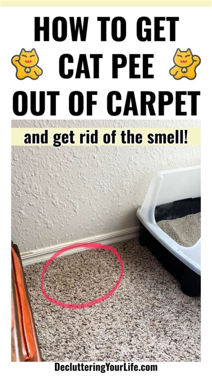 Can dry cleaning get cat pee smell out?