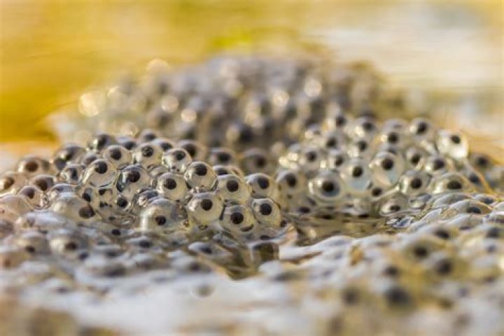 Can Frogspawn survive out of water?