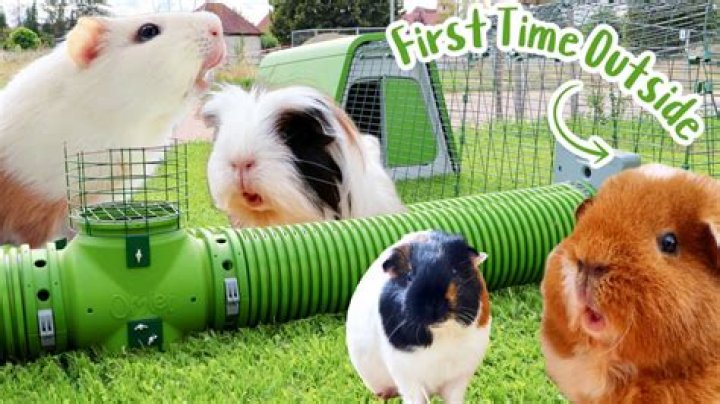 Can guinea pigs live outside in Texas?