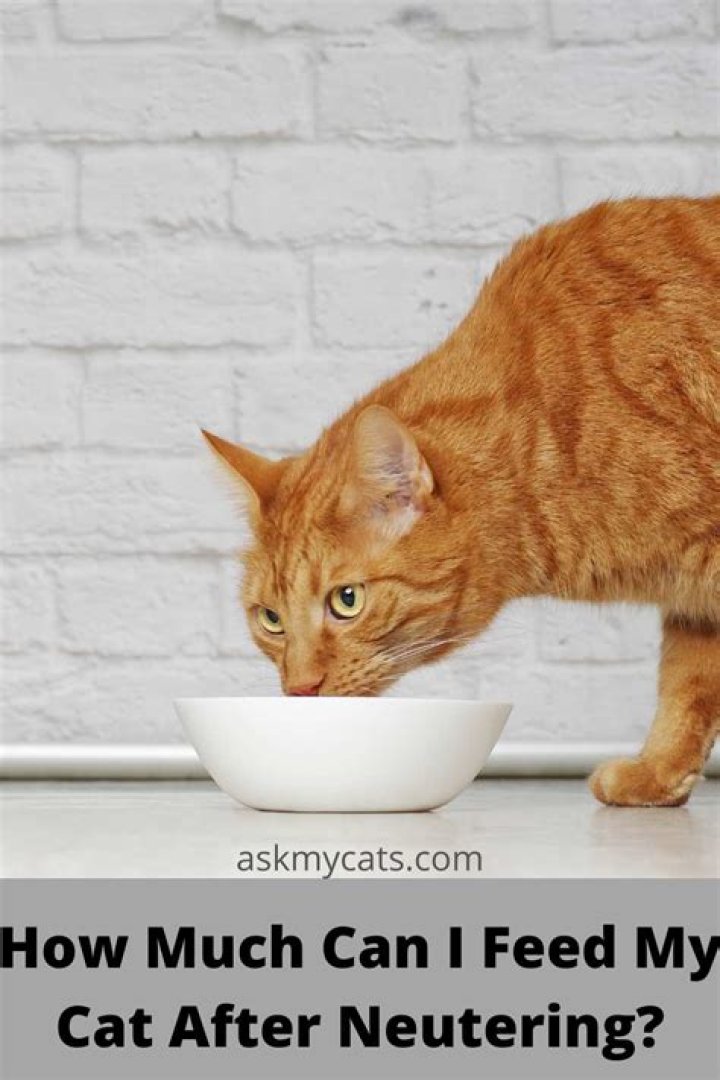 Can I feed my cat after neutering?