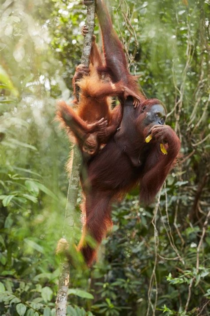 Can I hold an orangutan?