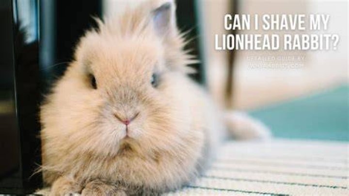 Can I shave my Lionhead rabbit?