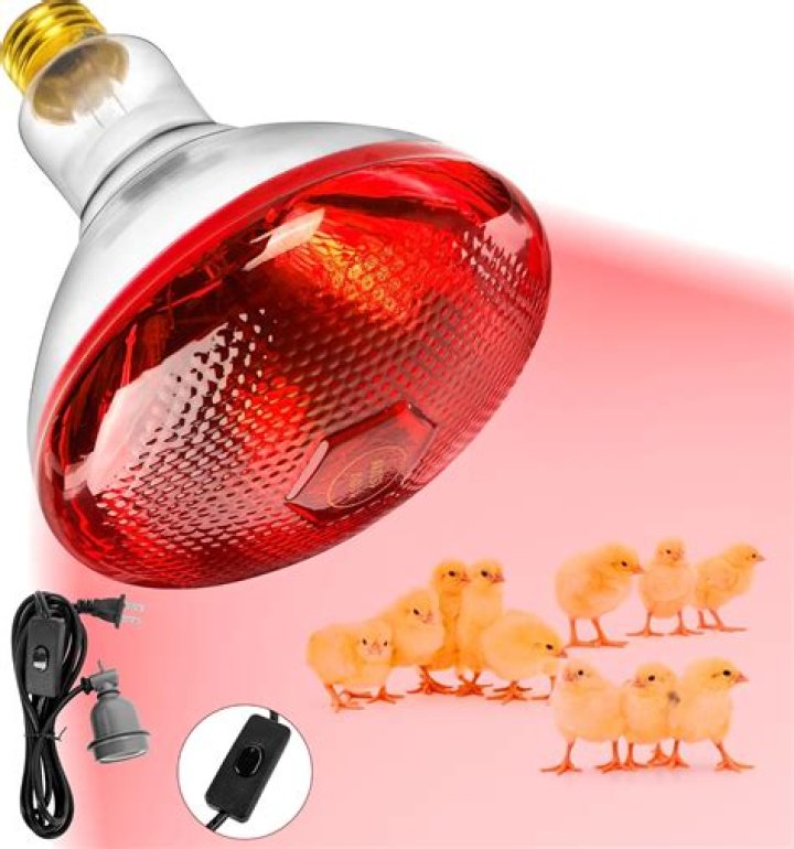 Can I use a regular light bulb for baby chicks?
