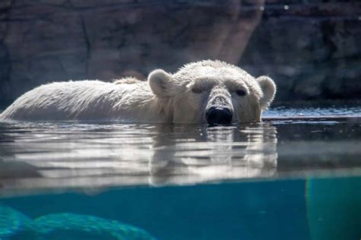 Can koalas die from drink water?