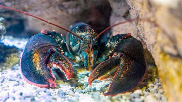Can lobsters breed in captivity?