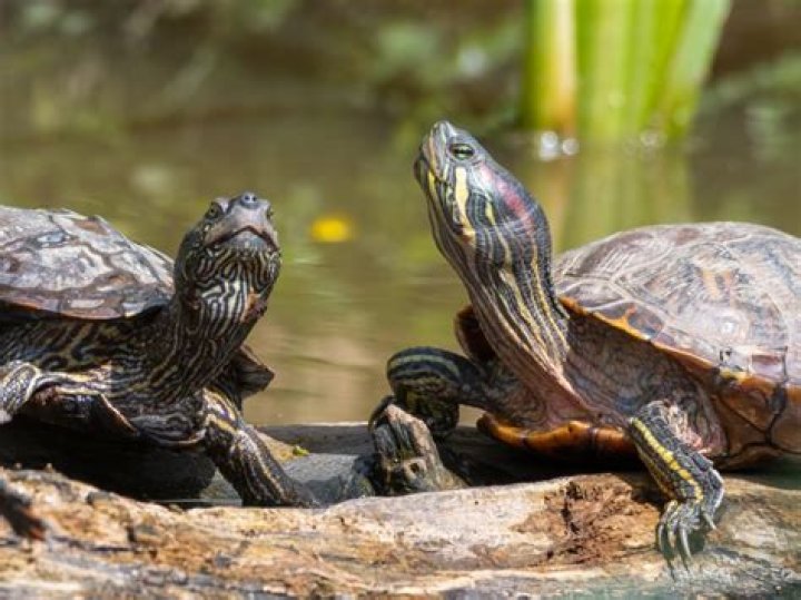 Can map turtles mate with red eared sliders?