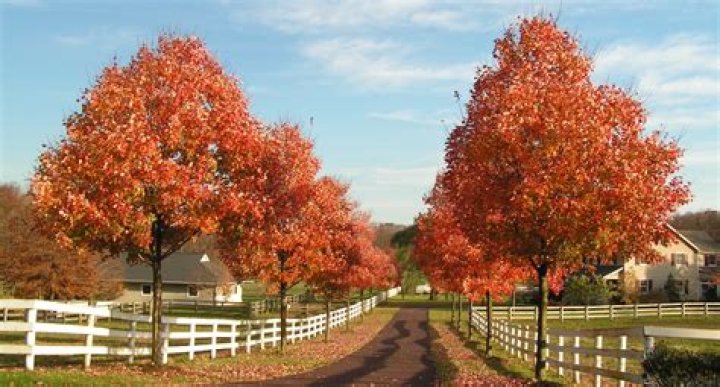 Can maple trees be trimmed in summer?