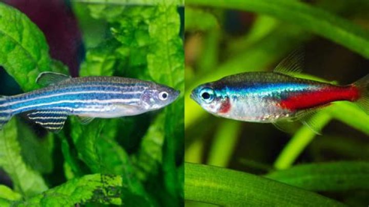 Can minnows and Danios live together?