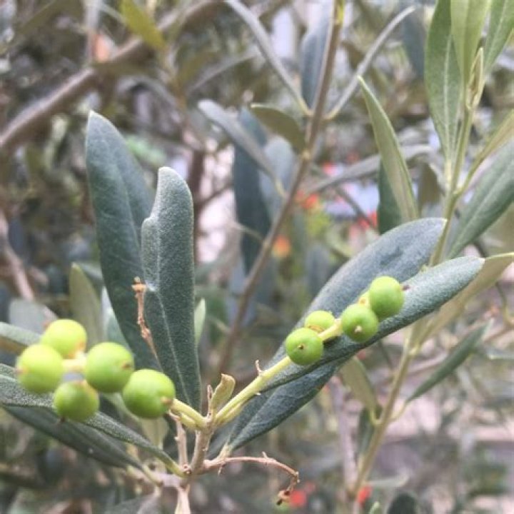 Can olives grow in the tropics?