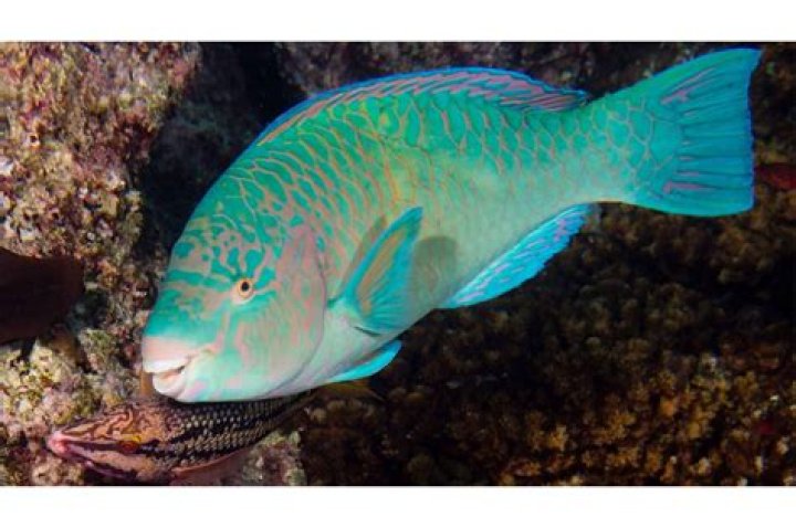 Can parrotfish change gender?
