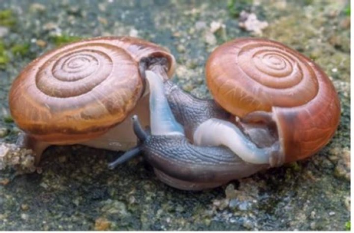 Can pond snails live in tap water?