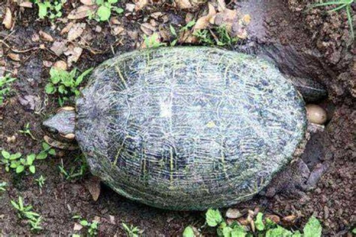 Can red eared sliders lay eggs without mating?