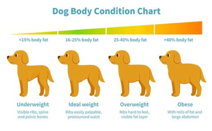 Can Rice help a dog gain weight?