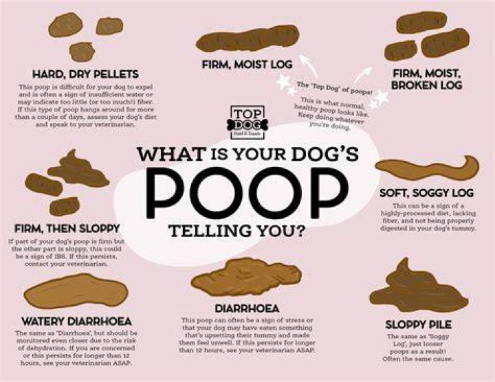 Can Rice show up in dog poop?