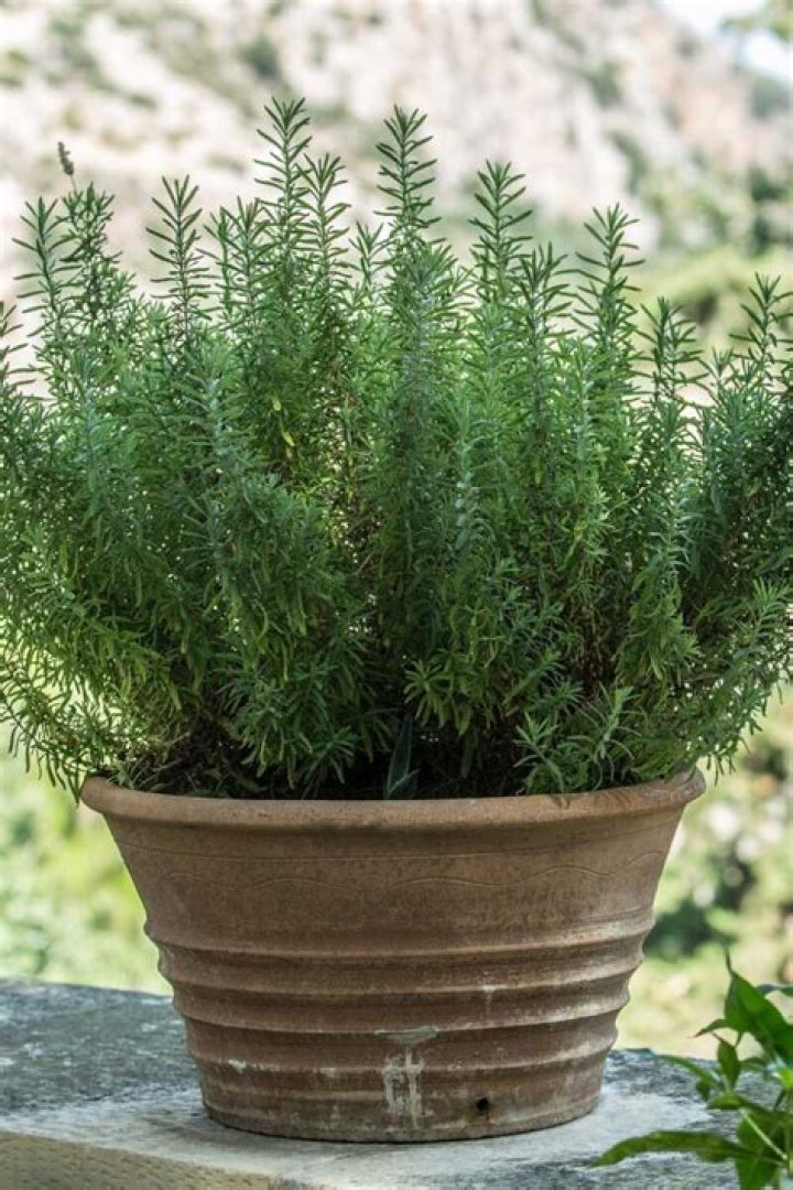 Can Rosemary grow in Utah?